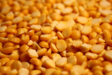 Cereal seed lentil photo