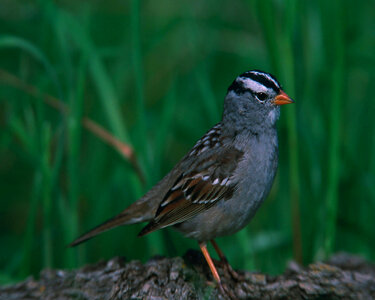 White-crowned sparrow-3 photo