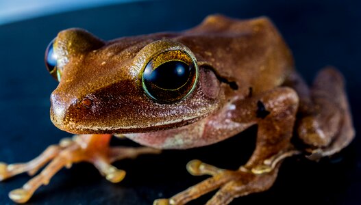 Anuran frog amphibians