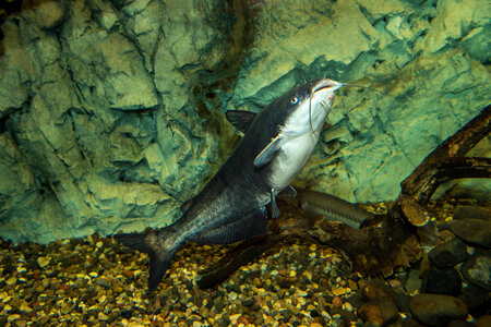 Blue catfish-2