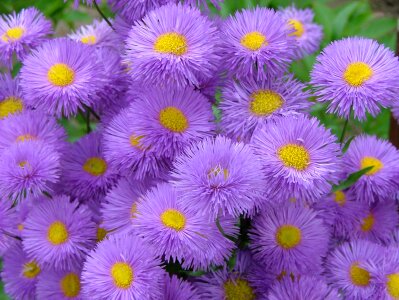 Nature floral purple