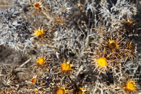 Dried dry flora