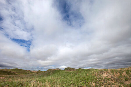 Shinnery oak habitat-11 photo