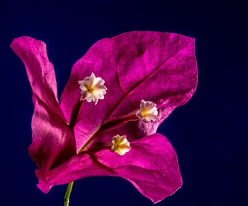 Flower pink bougainville photo