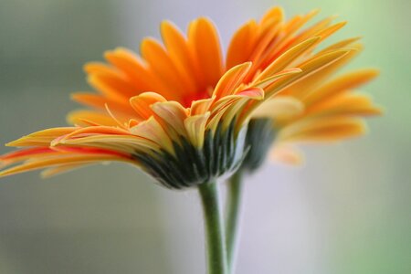 Beautiful beautiful flowers beautiful photo