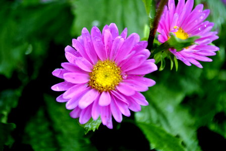 Pink Flowers photo