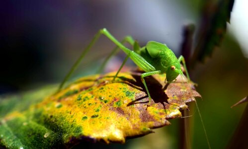 Animal arthropod bug photo