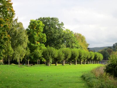 Rows of trees and green grass in summer photo