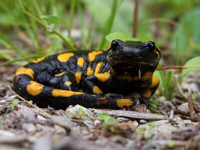 Amphibious animal nature
