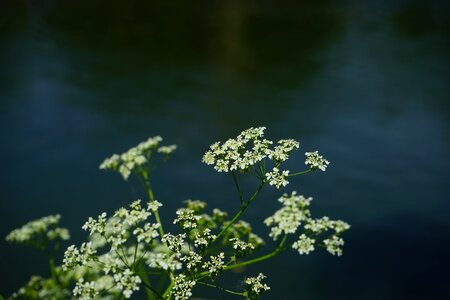 Anthriscus sylvestris chaerophyllum sylvestre cow parsley