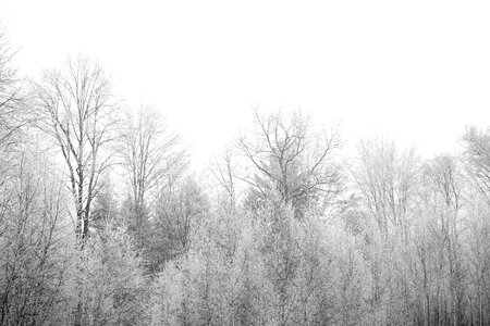 Frozen trees photo