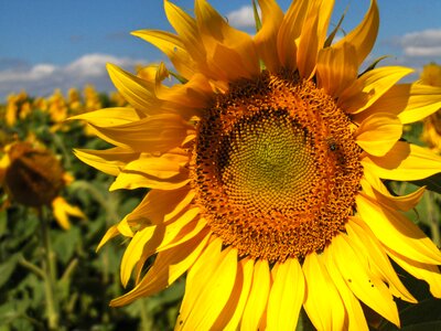 Sunflower flower nature