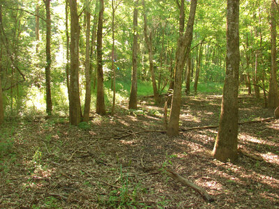 Bottomland hardwood forest ecosystem-2 photo