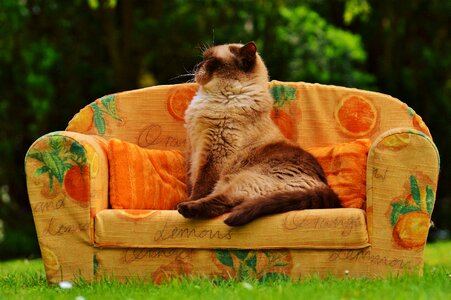 British shorthair thoroughbred fur