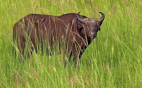 Wildlife mammal buffalo photo