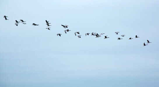 Flock of birds swarm flying