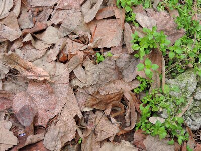 Texture leaf nature