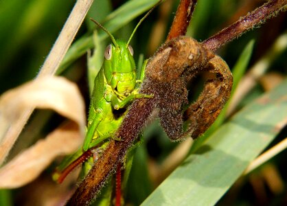 Animal arthropod grasshopper photo