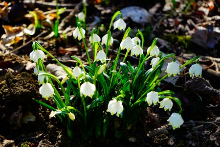 Bloom white forest photo