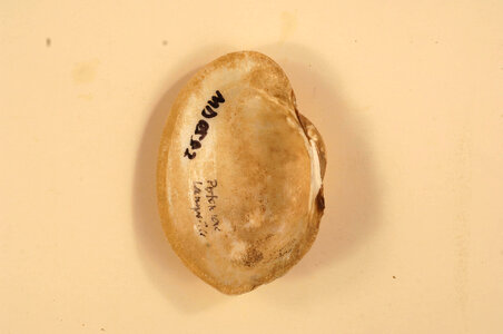 Lampsilis radiata radiata (inside)-2