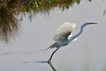 Flying nature water