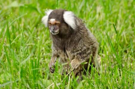 A small monkey sitting on green field photo