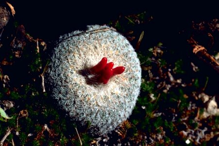 Button cactus fruit