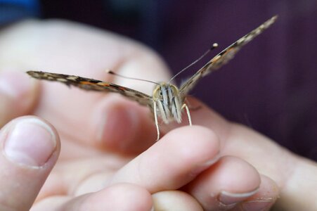 Animal arm arthropod