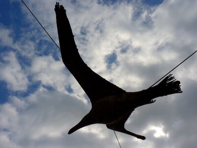 Seagull flying sky