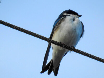 Tree swallow-1 photo