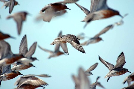 Flight flock red photo