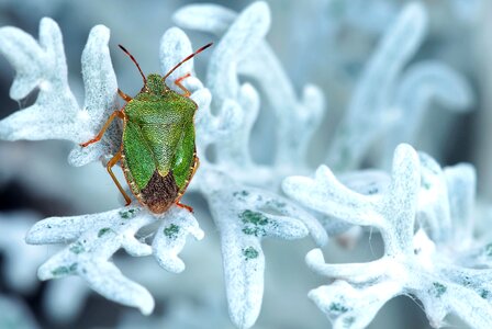 Beautiful Photo bug detail