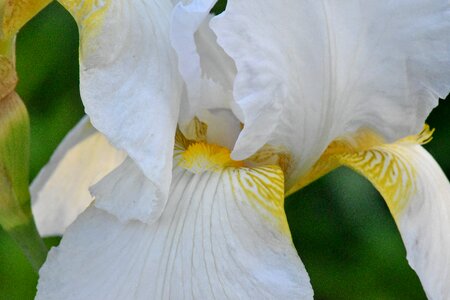 Plant iris nature