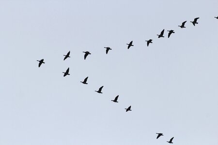 Swarm formation wild geese