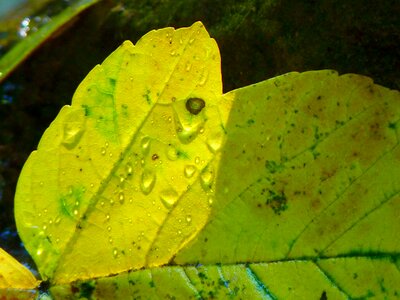 Autumn maple maple leaf photo