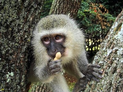 Monkey food eat photo
