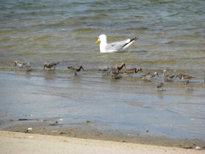 Larus Argentatus Larus smithsonianus water photo