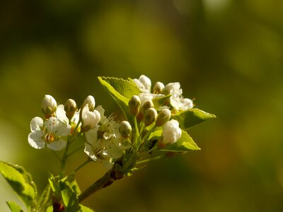 Flowers bud apple tree