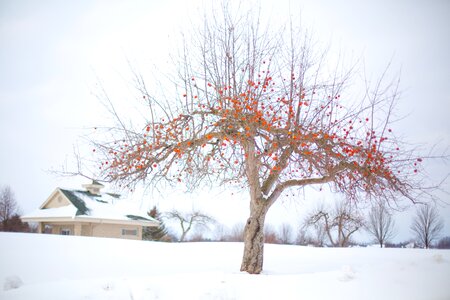 Winter snow landscape