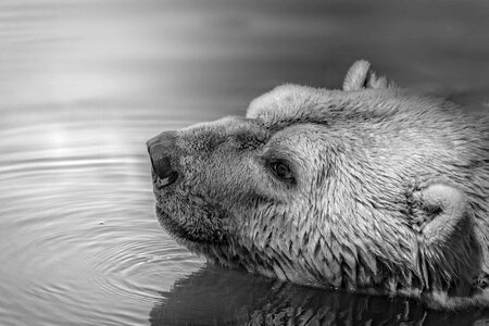 Animal animals bear