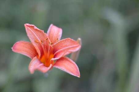 Tiger lily flower nature photo