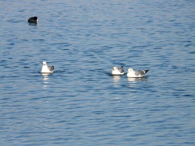Coot swim water