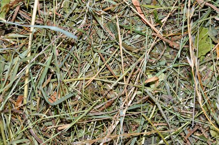 Pet food close up meadow