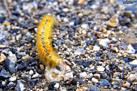 Insect larva paving stone