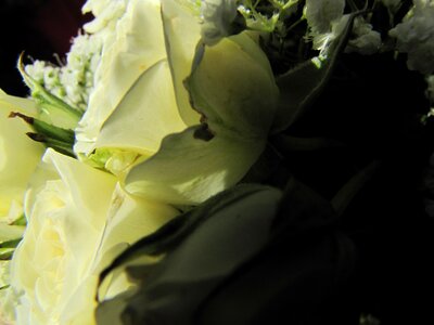 Rose green white