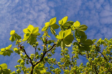 Canopy foliage spring