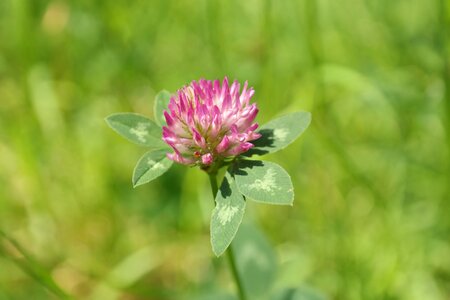 Fodder plant pink red photo