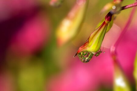 Animal arthropod beautiful flowers