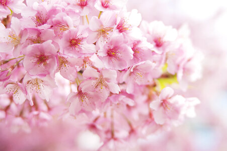 97 Cherry tree