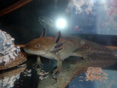 Axolotl salamander exotic pets photo